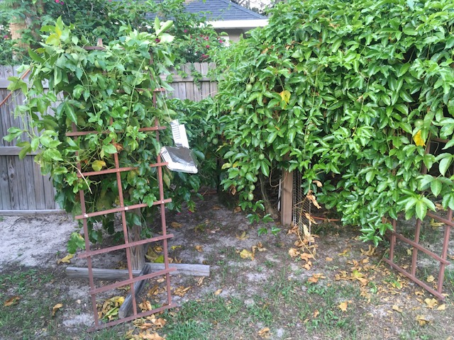 Mature passion fruit vines covering the yard and fence