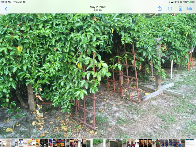 Passion fruit vines growing around the yard perimeter