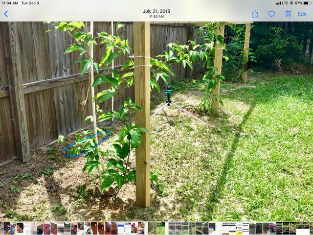 Young passion fruit vines starting on wooden posts in the backyard