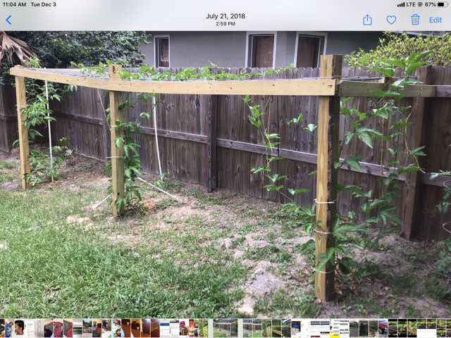 Early handmade trellis support for passion fruit vines