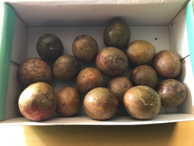 Fresh harvested passion fruit grown from the backyard vines