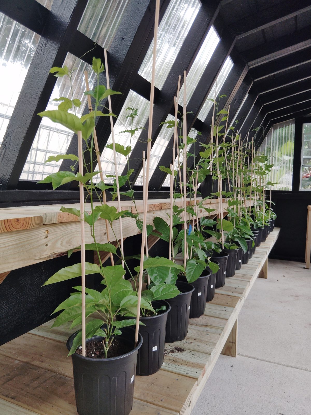 Rows of passion fruit plants in the greenhouse