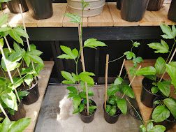 Passion fruit plants on a nursery bench